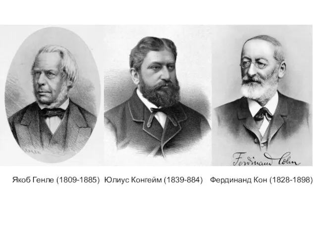 Якоб Генле (1809-1885) Юлиус Конгейм (1839-884) Фердинанд Кон (1828-1898)