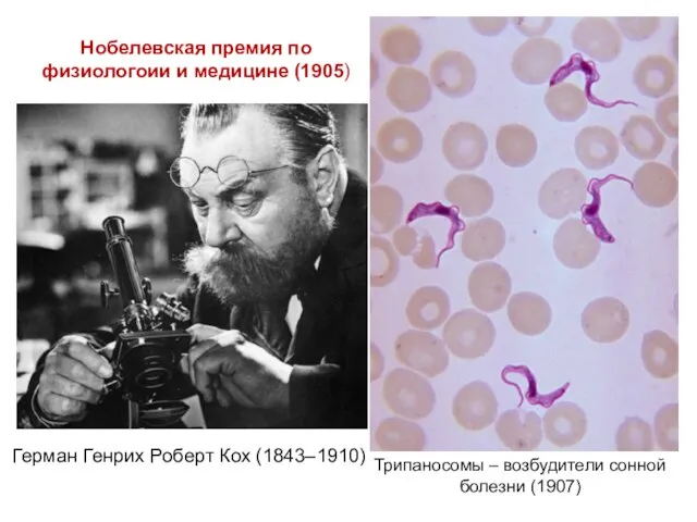 Трипаносомы – возбудители сонной болезни (1907) Нобелевская премия по физиологоии и