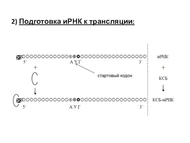 2) Подготовка иРНК к трансляции: