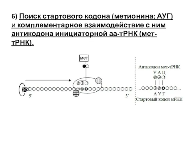 6) Поиск стартового кодона (метионина; АУГ) и комплементарное взаимодействие с ним антикодона инициаторной аа-тРНК (мет-тРНК).