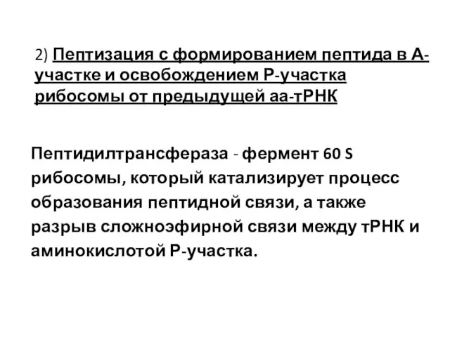 2) Пептизация с формированием пептида в А-участке и освобождением Р-участка рибосомы