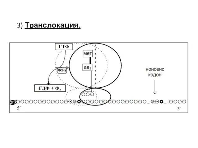 3) Транслокация.