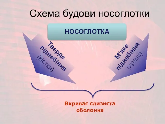 М’яке піднебіння (хрящі) Тверде піднебіння (кістки) Схема будови носоглотки Вкриває слизиста оболонка НОСОГЛОТКА