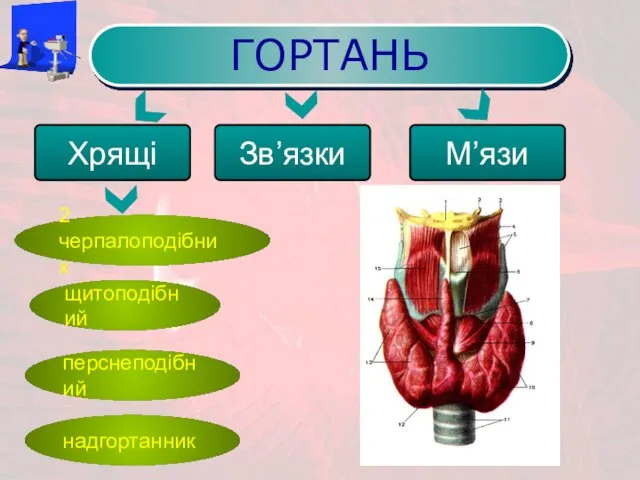 Хрящі ГОРТАНЬ Зв’язки М’язи перснеподібний щитоподібний 2 черпалоподібних надгортанник