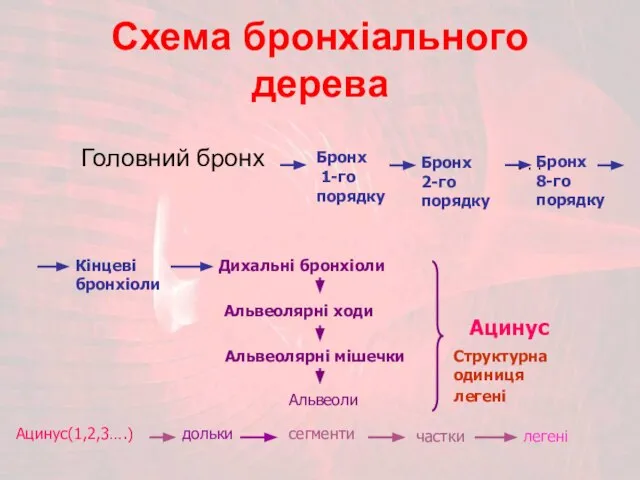 Схема бронхіального дерева Головний бронх Бронх 1-го порядку Бронх 2-го порядку