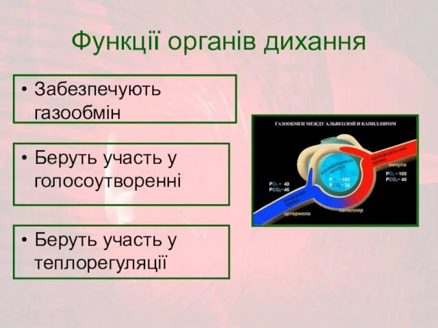 Функції органів дихання Забезпечують газообмін Беруть участь у голосоутворенні Беруть участь у теплорегуляції