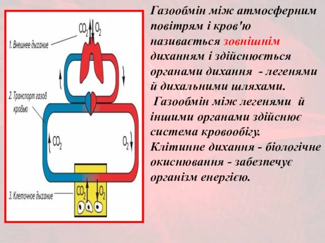 Газообмін між атмосферним повітрям і кров'ю називається зовнішнім диханням і здійснюється