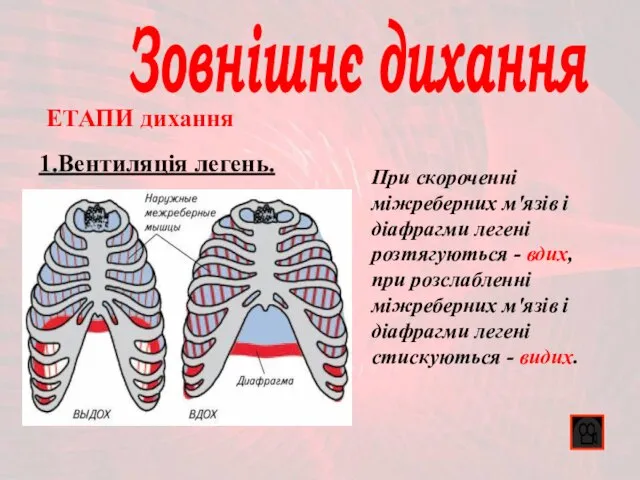 Зовнішнє дихання 1.Вентиляція легень. ЕТАПИ дихання При скороченні міжреберних м'язів і