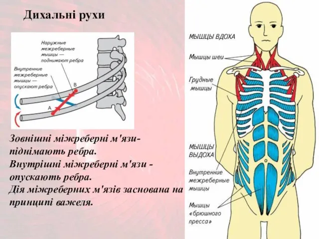 Зовнішні міжреберні м'язи- піднімають ребра. Внутрішні міжреберні м'язи - опускають ребра.