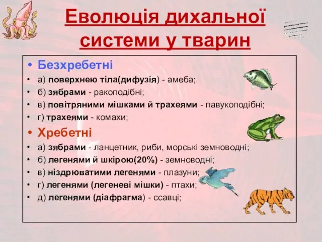 Еволюція дихальної системи у тварин Безхребетні а) поверхнею тіла(дифузія) - амеба;