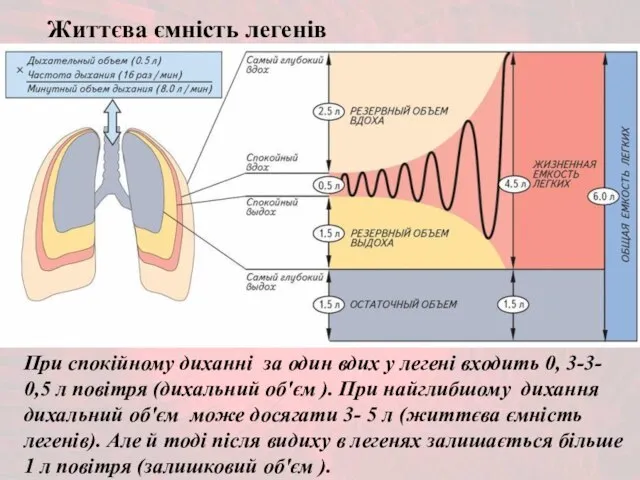 При спокійному диханні за один вдих у легені входить 0, 3-3-