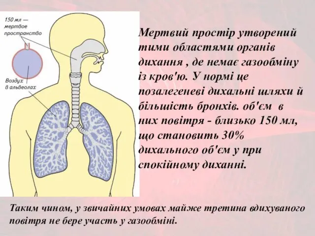 Мертвий простір утворений тими областями органів дихання , де немає газообміну