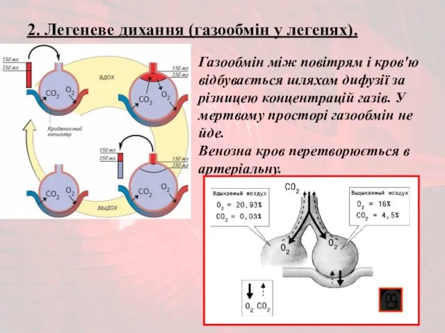 2. Легеневе дихання (газообмін у легенях). Газообмін між повітрям і кров'ю