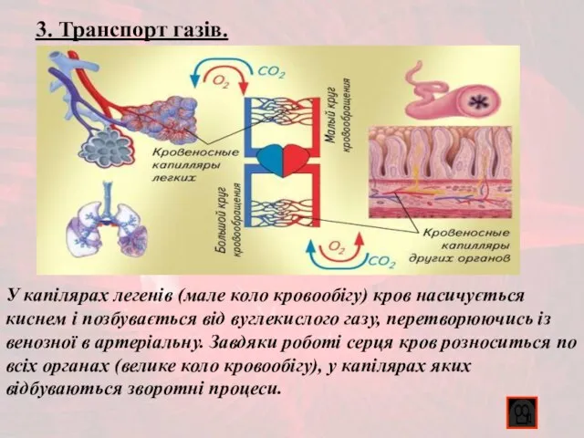 3. Транспорт газів. У капілярах легенів (мале коло кровообігу) кров насичується