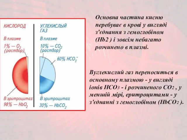 Основна частина кисню перебуває в крові у вигляді з'єднання з гемоглобіном