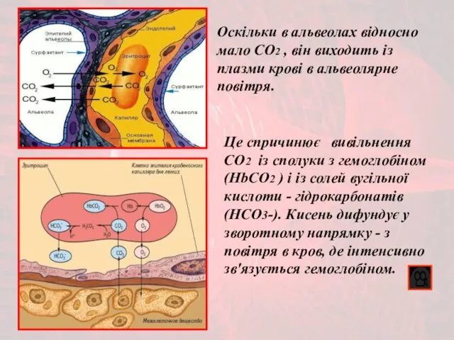 Це спричинює вивільнення CO2 із сполуки з гемоглобіном (HbСО2 ) і