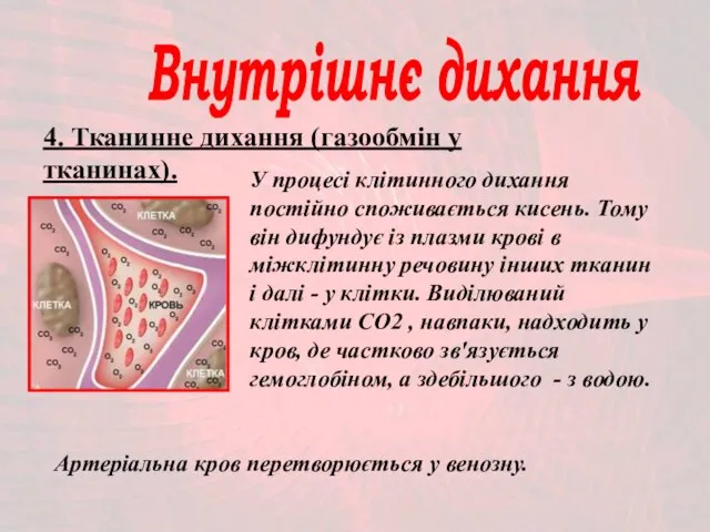 Внутрішнє дихання 4. Тканинне дихання (газообмін у тканинах). У процесі клітинного