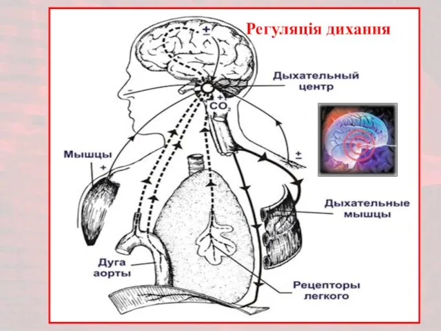 Регуляція дихання