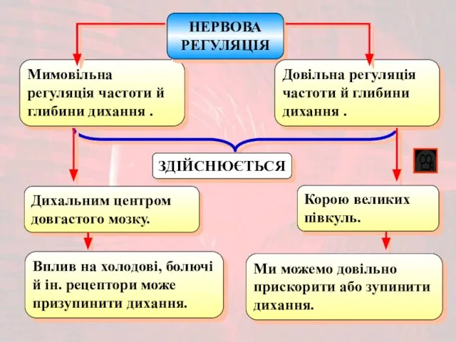 Мимовільна регуляція частоти й глибини дихання . ЗДІЙСНЮЄТЬСЯ НЕРВОВА РЕГУЛЯЦІЯ Довільна