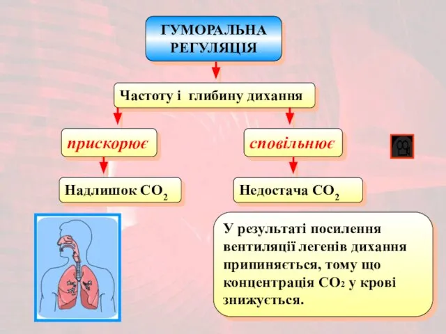 ГУМОРАЛЬНА РЕГУЛЯЦІЯ Частоту і глибину дихання прискорює Надлишок CO2 сповільнює Недостача