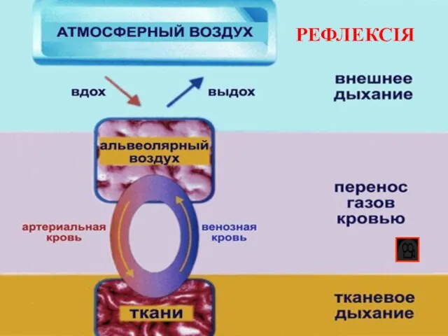 РЕФЛЕКСІЯ