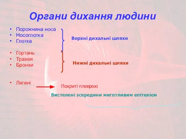 Органи дихання людини Порожнина носа Носоглотка Глотка Гортань Трахея Бронхи Легені