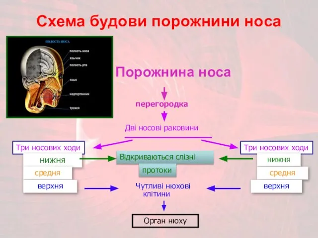 Схема будови порожнини носа Порожнина носа перегородка Дві носові раковини Три