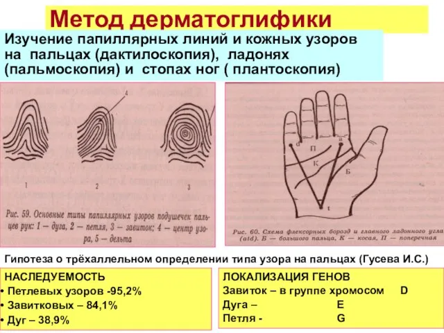 Метод дерматоглифики Изучение папиллярных линий и кожных узоров на пальцах (дактилоскопия),