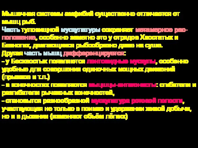 Мышечная системы амфибий существенно отличается от мышц рыб. Часть туловищной мускулатуры