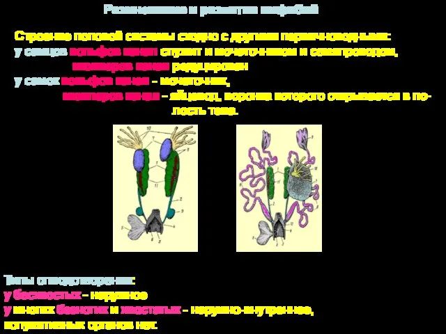 Размножение и развитие амфибий Строение половой системы сходно с другими первичноводными: