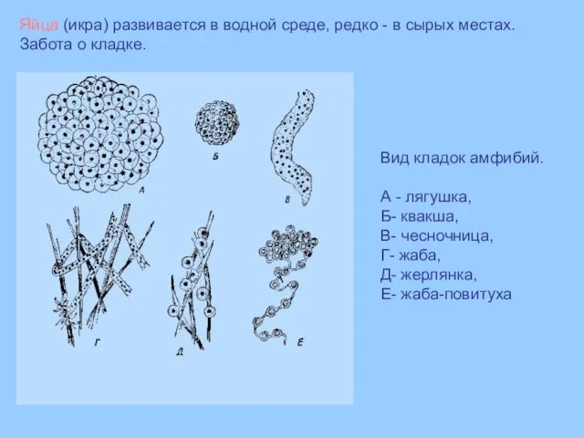 Вид кладок амфибий. А - лягушка, Б- квакша, В- чесночница, Г-