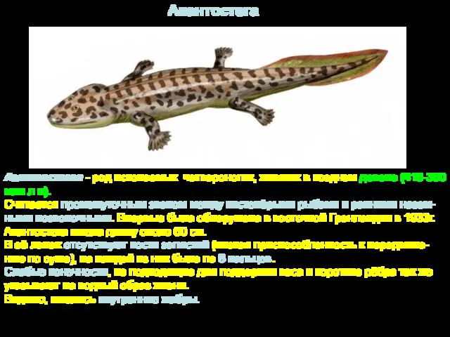 Акантостега Акантостега - род ископаемых четвероногих, живших в позднем девоне (416-360