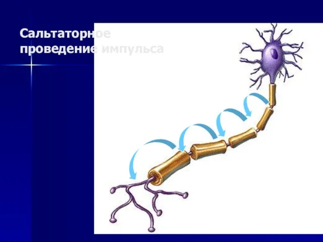 Сальтаторное проведение импульса