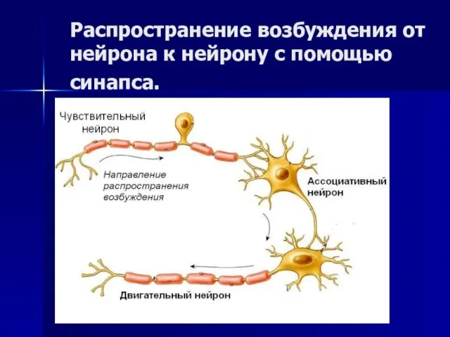 Распространение возбуждения от нейрона к нейрону с помощью синапса. !