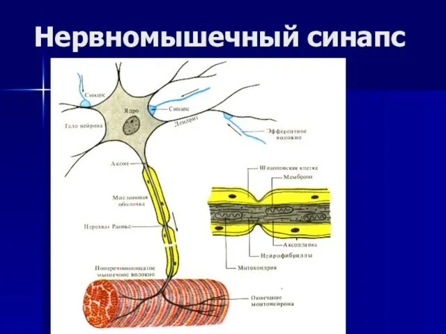 Нервномышечный синапс