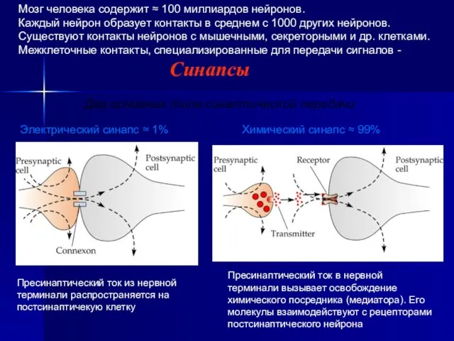 Мозг человека содержит ≈ 100 миллиардов нейронов. Каждый нейрон образует контакты