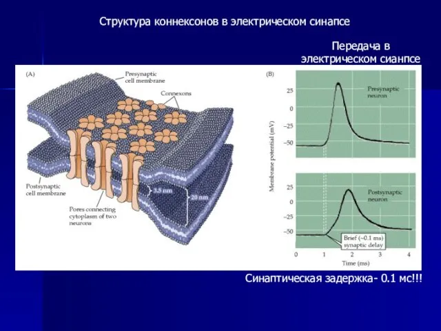 Структура коннексонов в электрическом синапсе Передача в электрическом сианпсе Синаптическая задержка- 0.1 мс!!!