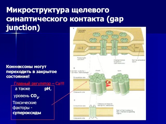 Микроструктура щелевого синаптического контакта (gap junction) Коннексоны могут переходить в закрытое