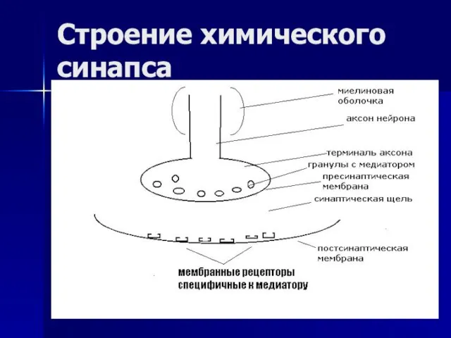 Строение химического синапса