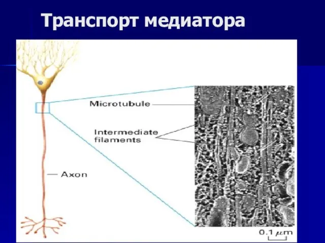 Транспорт медиатора