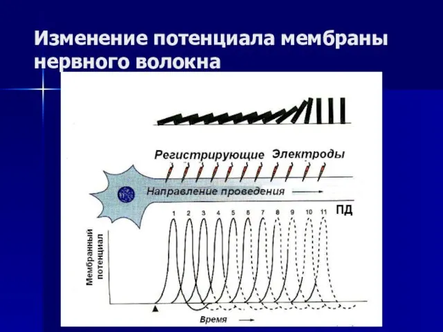 Изменение потенциала мембраны нервного волокна