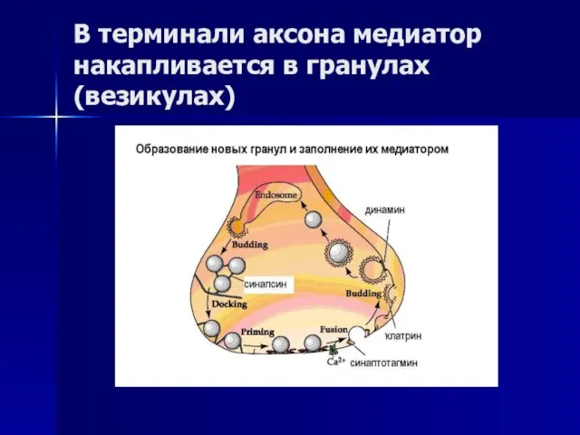 В терминали аксона медиатор накапливается в гранулах (везикулах)