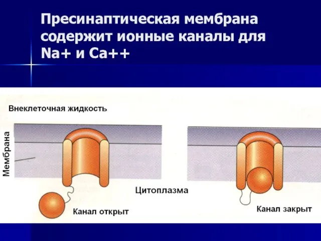 Пресинаптическая мембрана содержит ионные каналы для Na+ и Ca++