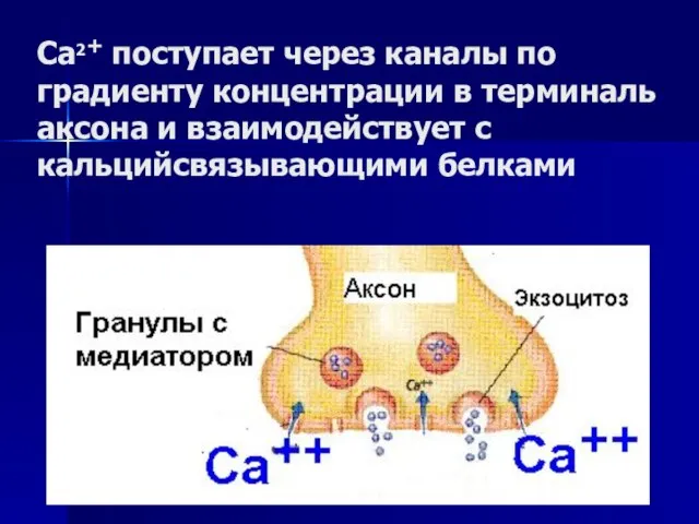 Са2+ поступает через каналы по градиенту концентрации в терминаль аксона и взаимодействует с кальцийсвязывающими белками