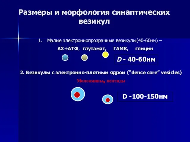 Размеры и морфология синаптических везикул Малые электроннопрозрачные везикулы(40-60нм) – АХ+АТФ, глутамат,