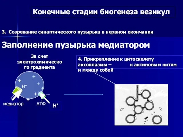 3. Созревание синаптического пузырька в нервном окончании Заполнение пузырька медиатором Конечные