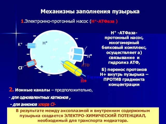 Механизмы заполнения пузырька 1.Электронно-протонный насос (Н+-АТФаза ) 2. Ионные каналы –