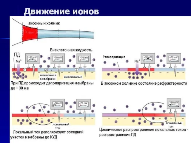 Движение ионов