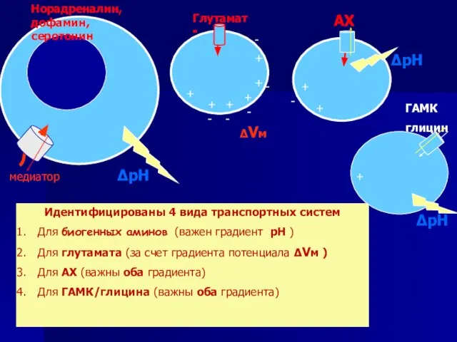 Идентифицированы 4 вида транспортных систем Для биогенных аминов (важен градиент рН