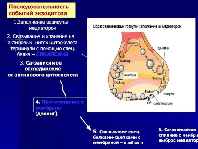 Последовательность событий экзоцитоза Заполнение везикулы медиатором Связывание и хранение на актиновых